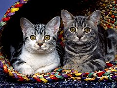 Curious Cats